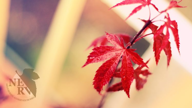 nature, Autumn, Leaves, Seasons, Autumn, Leaves HD Wallpaper Desktop Background