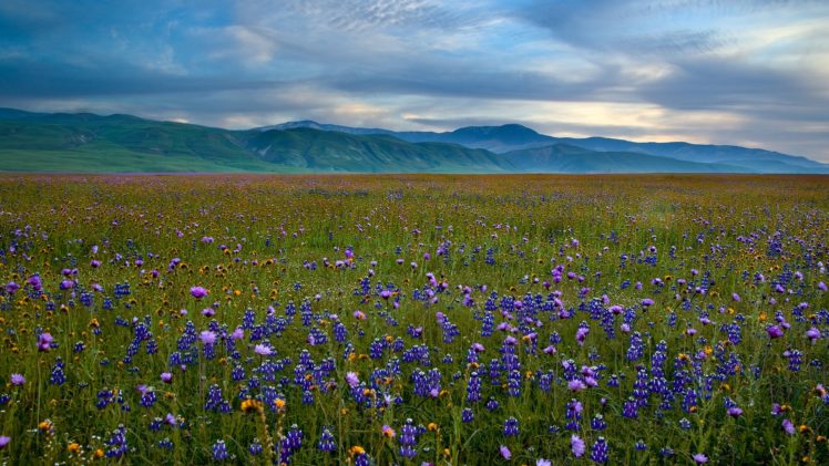 mountains, Landscapes, Fields, Meadows, California, Blue, Flowers, Wildflowers HD Wallpaper Desktop Background