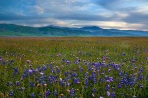 mountains, Landscapes, Fields, Meadows, California, Blue, Flowers, Wildflowers