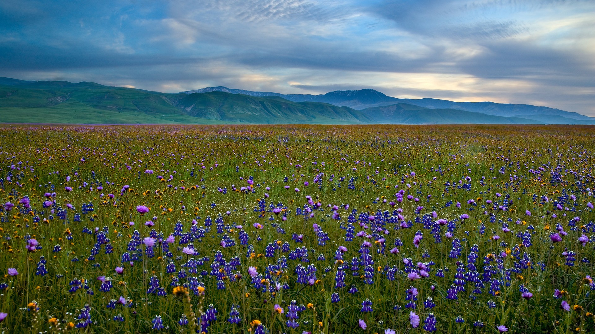 mountains, Landscapes, Fields, Meadows, California, Blue, Flowers, Wildflowers Wallpaper