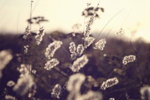 nature, Flowers, Grass, Plants, Sepia, Countryside