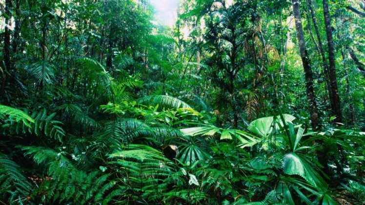 tropical, Australia, Rainforest HD Wallpaper Desktop Background