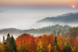 forests, Mist, Slovenia, Morning