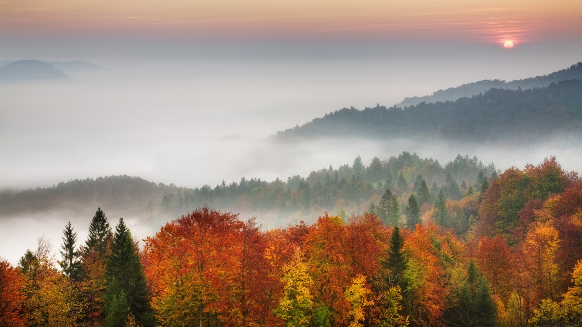 forests, Mist, Slovenia, Morning Wallpaper