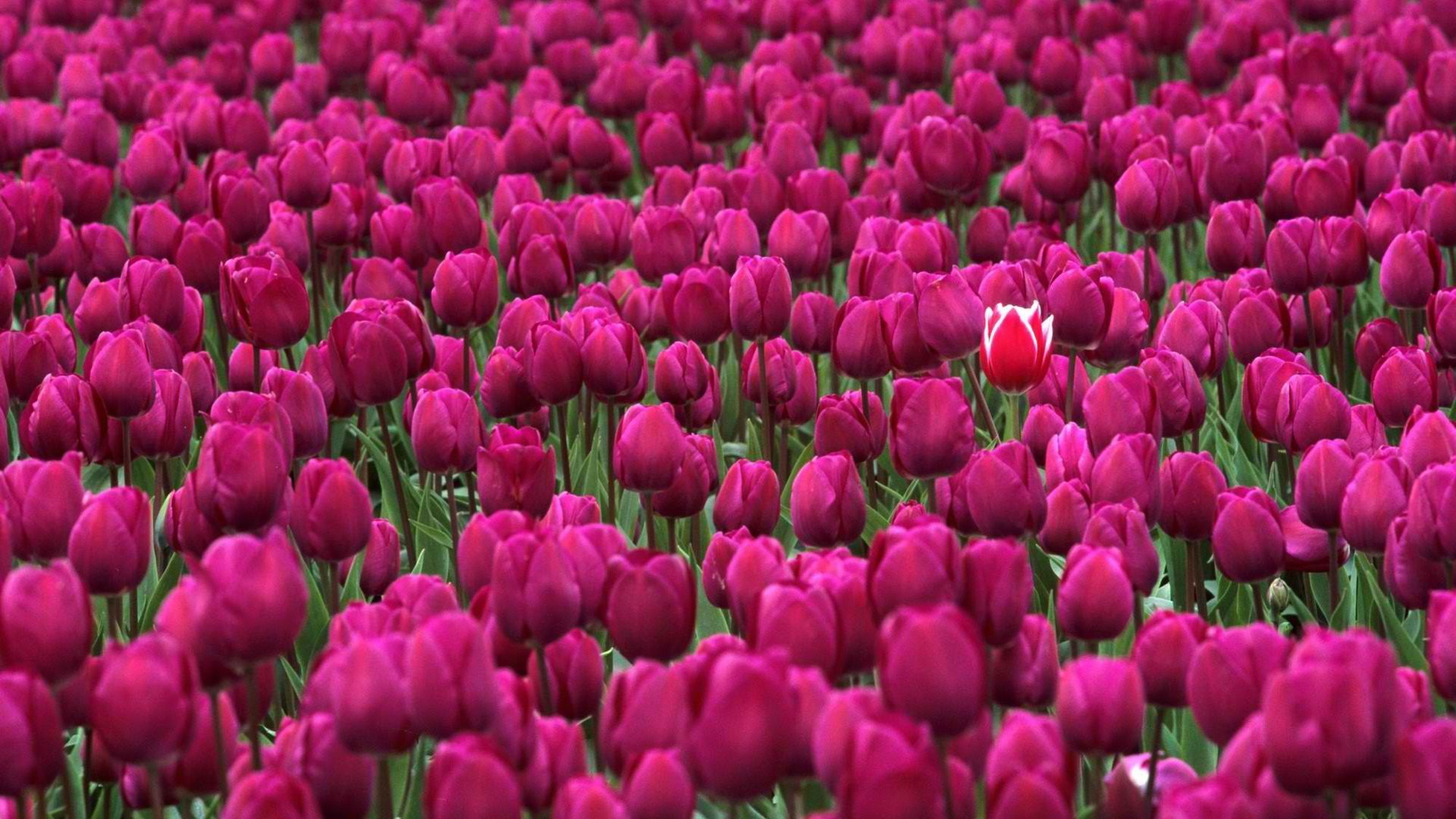 Шикарные тюльпаны фото