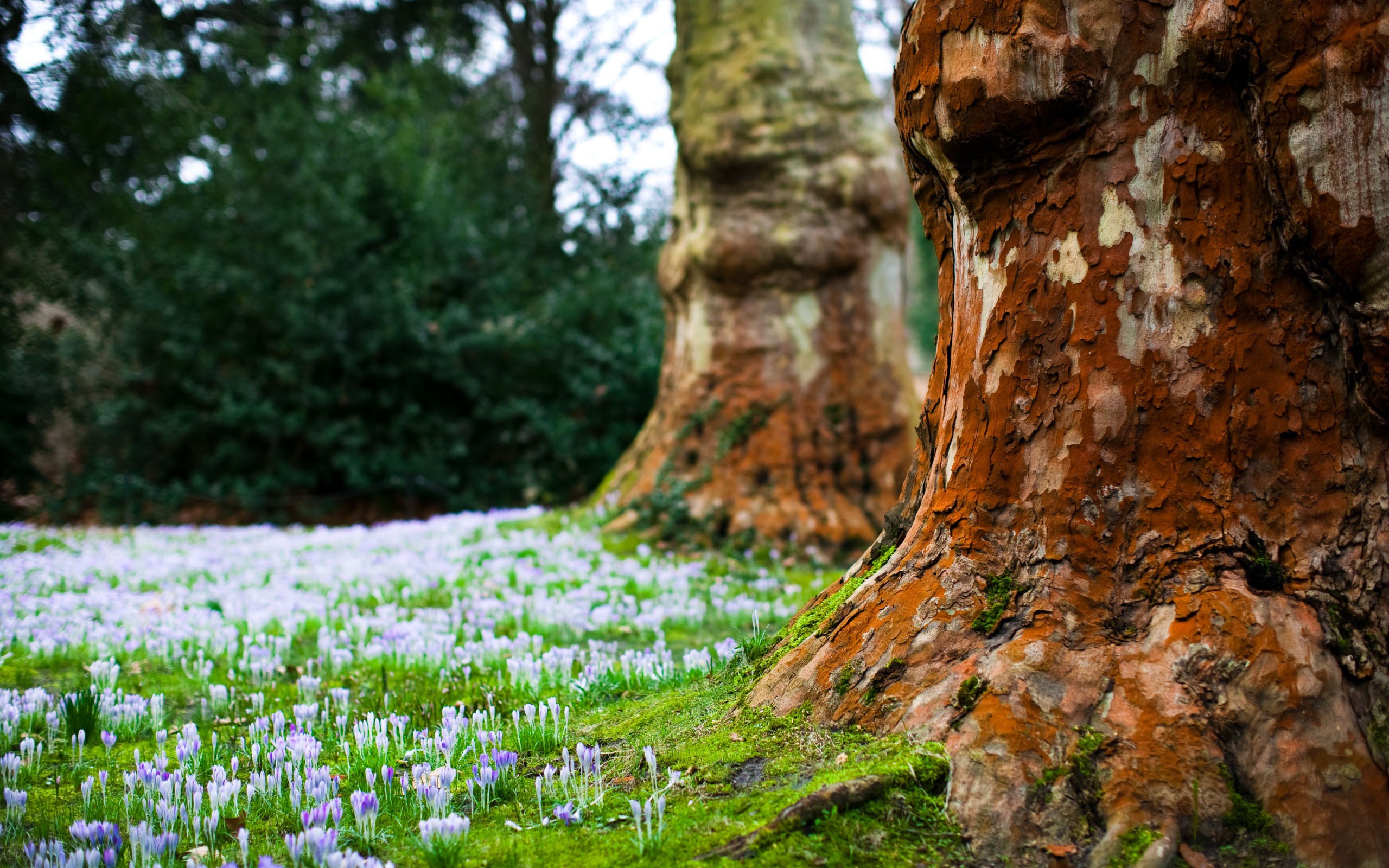 nature Wallpaper