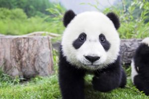 animals, Panda, Bears, Fluffy, Backgrounds, Mammals