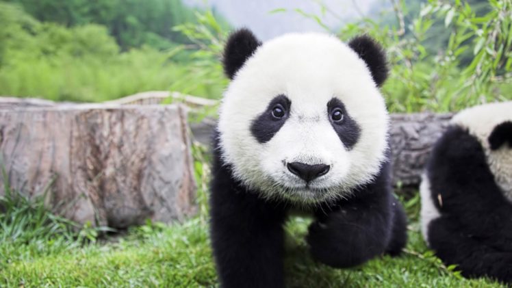 animals, Panda, Bears, Fluffy, Backgrounds, Mammals HD Wallpaper Desktop Background
