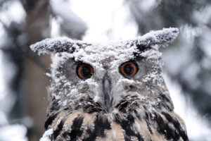 snow, Birds, Owls