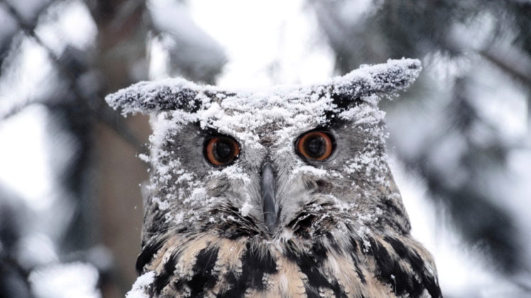 snow, Birds, Owls HD Wallpaper Desktop Background
