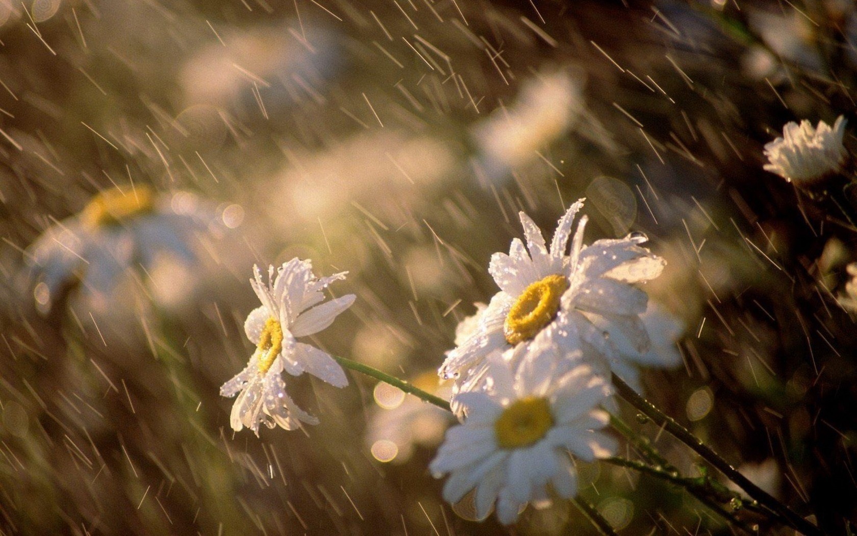 rain, Flowers Wallpaper