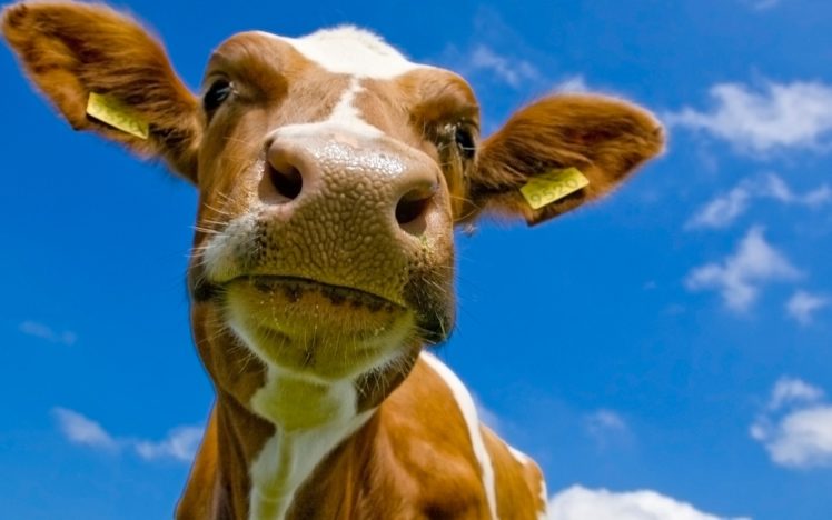cows HD Wallpaper Desktop Background