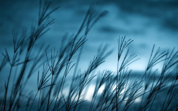 grass, Macro HD Wallpaper Desktop Background
