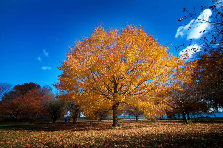 park, Autumn, Embankment, Chicago HD Wallpaper Desktop Background