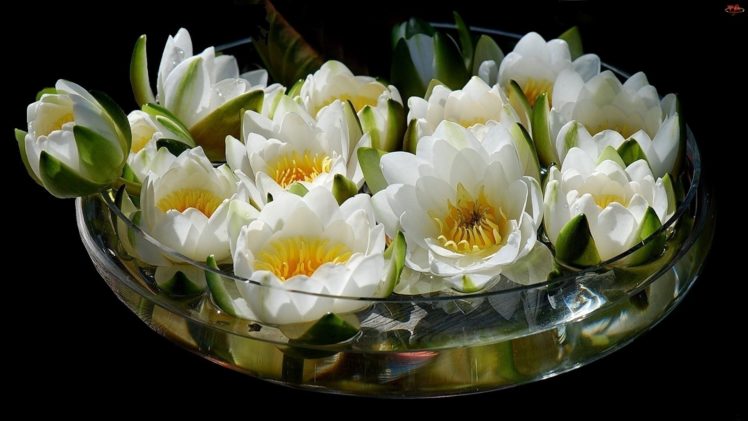 lotus, Vase, Bouquet HD Wallpaper Desktop Background