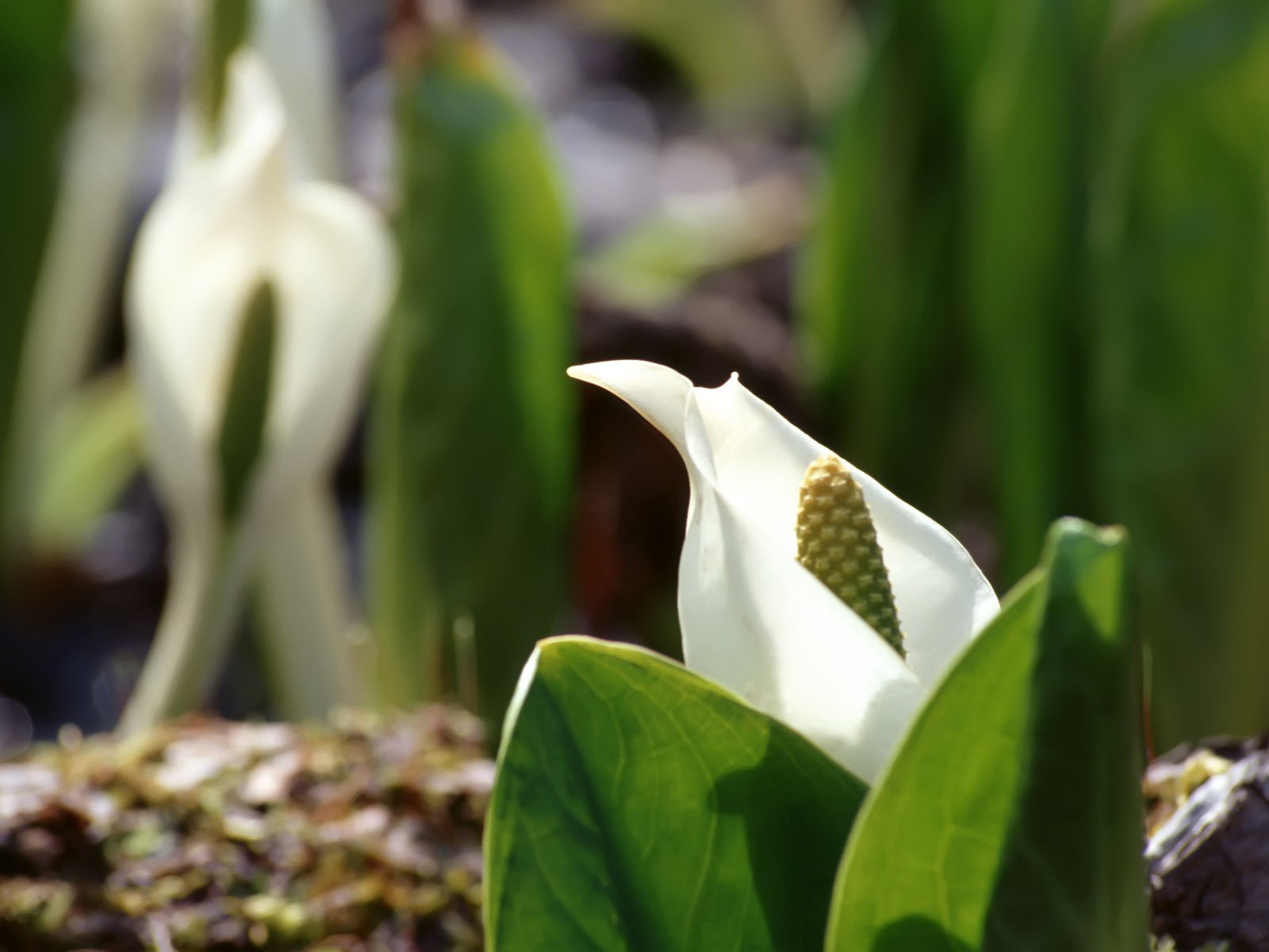 flowers Wallpaper