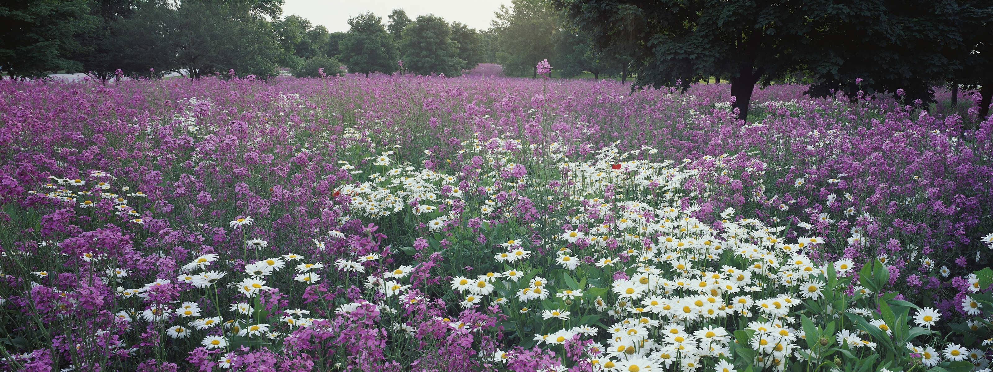 flowers, Meadows, Daisy Wallpaper
