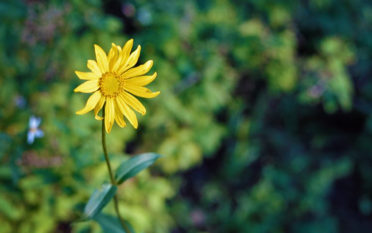 nature, Flowers, Macro, Yellow, Flowers HD Wallpaper Desktop Background