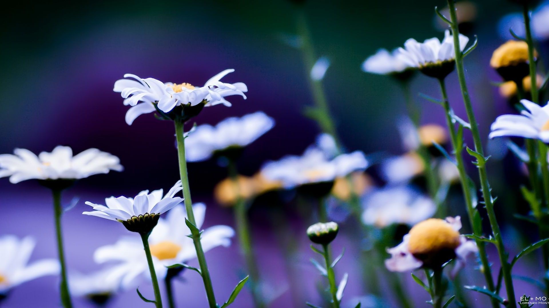 flowers, Chamomile, White, Flowers, Daisies Wallpaper