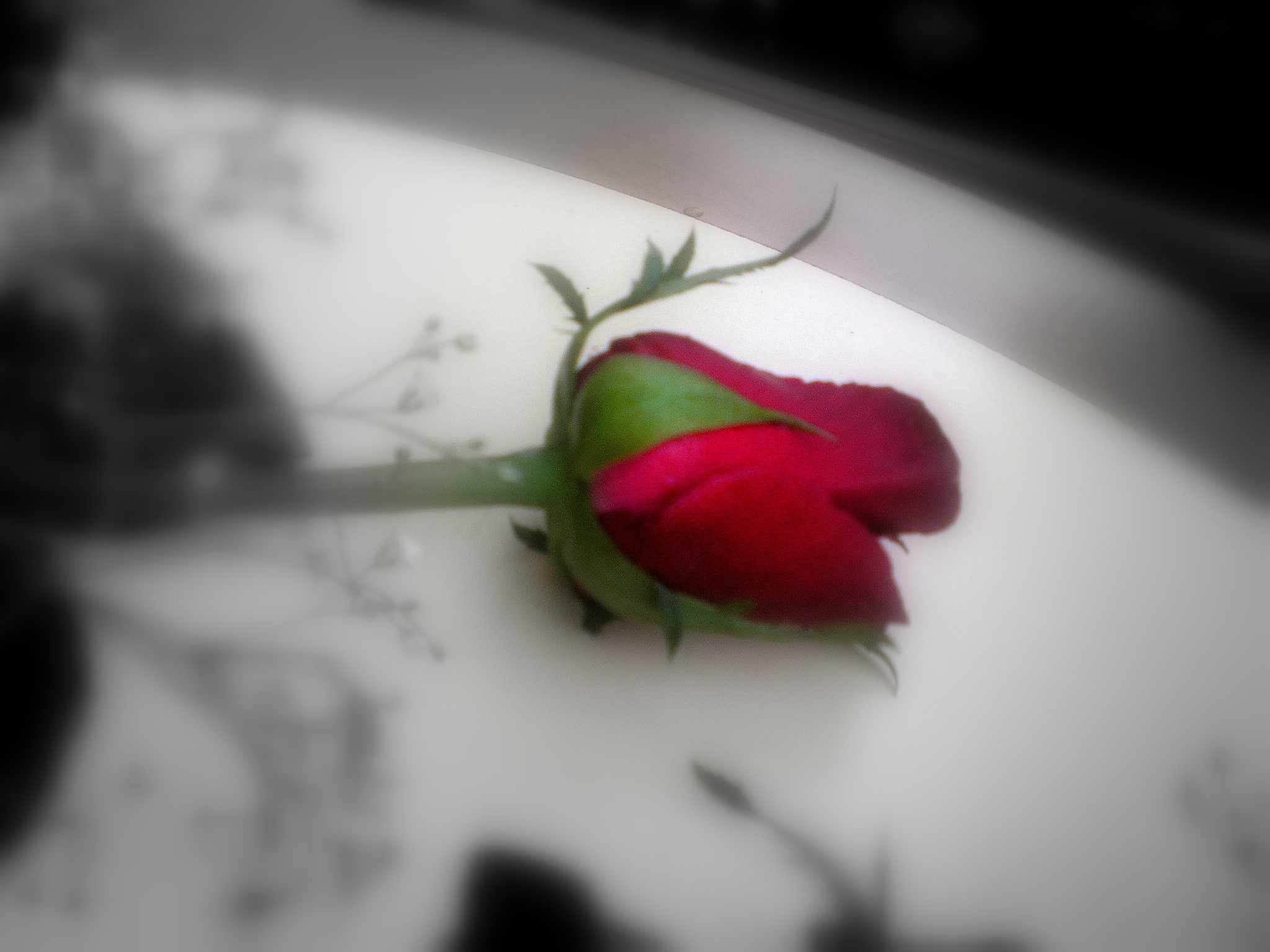 roses Wallpaper