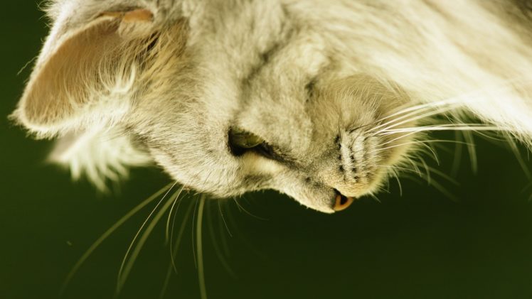 cats, Animals, Roxy, Furry, Animals HD Wallpaper Desktop Background