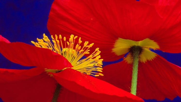 flowers, Icelandic HD Wallpaper Desktop Background
