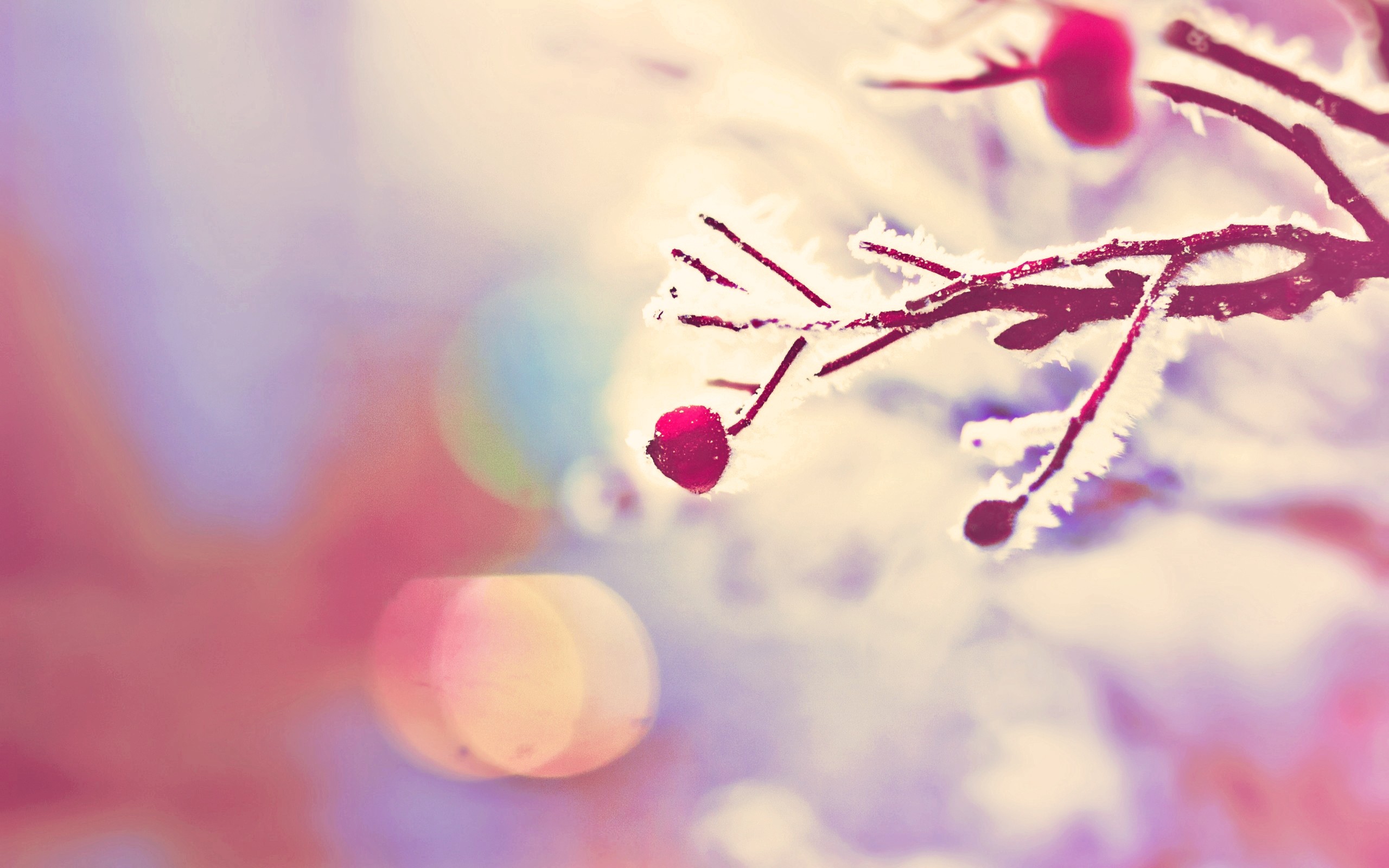 nature, Trees, Bokeh, Branches, Hoarfrost Wallpaper