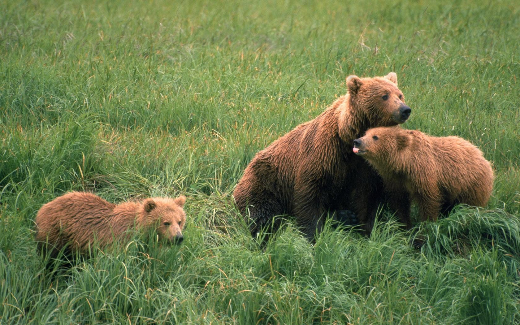 nature, Animals, Grass, Bears Wallpaper