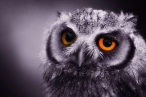 close up, Birds, Owls, Monochrome