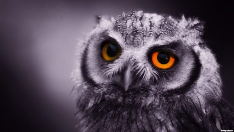 close up, Birds, Owls, Monochrome HD Wallpaper Desktop Background