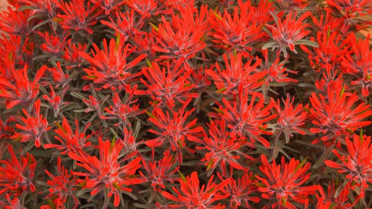 flowers, Utah, Red, Flowers HD Wallpaper Desktop Background