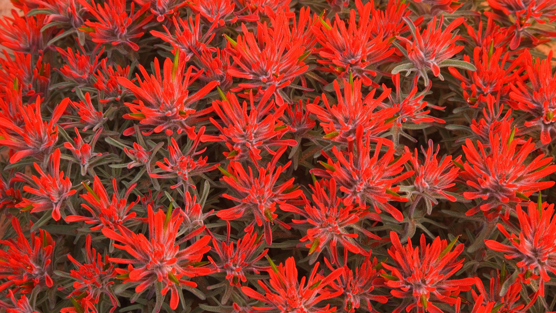 flowers, Utah, Red, Flowers Wallpaper