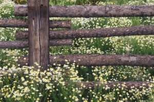 landscapes, Flowers, Forests, National, Colorado, Chamomile