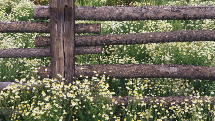 landscapes, Flowers, Forests, National, Colorado, Chamomile HD Wallpaper Desktop Background
