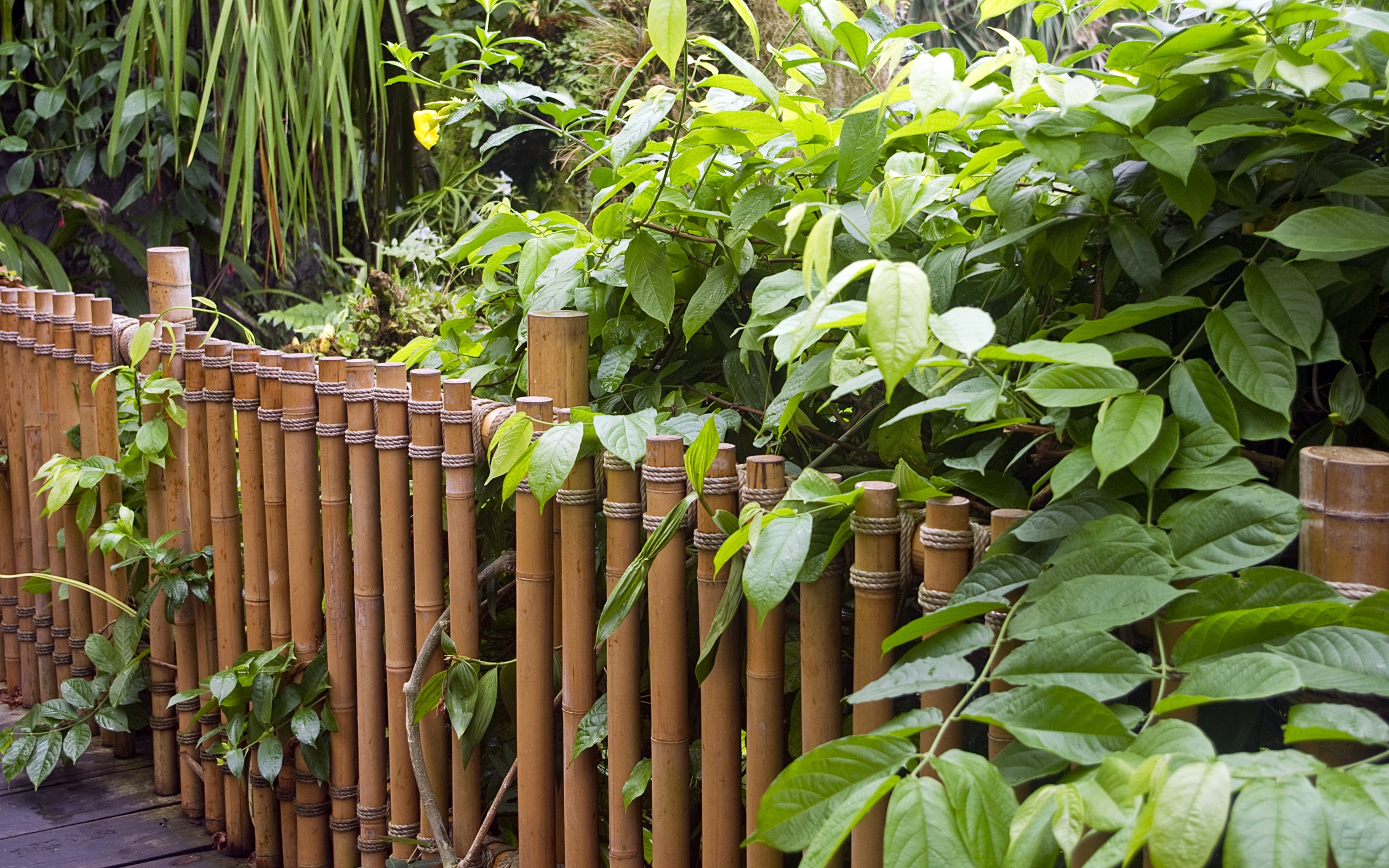 nature, Bamboo, Bridges, Plants Wallpaper