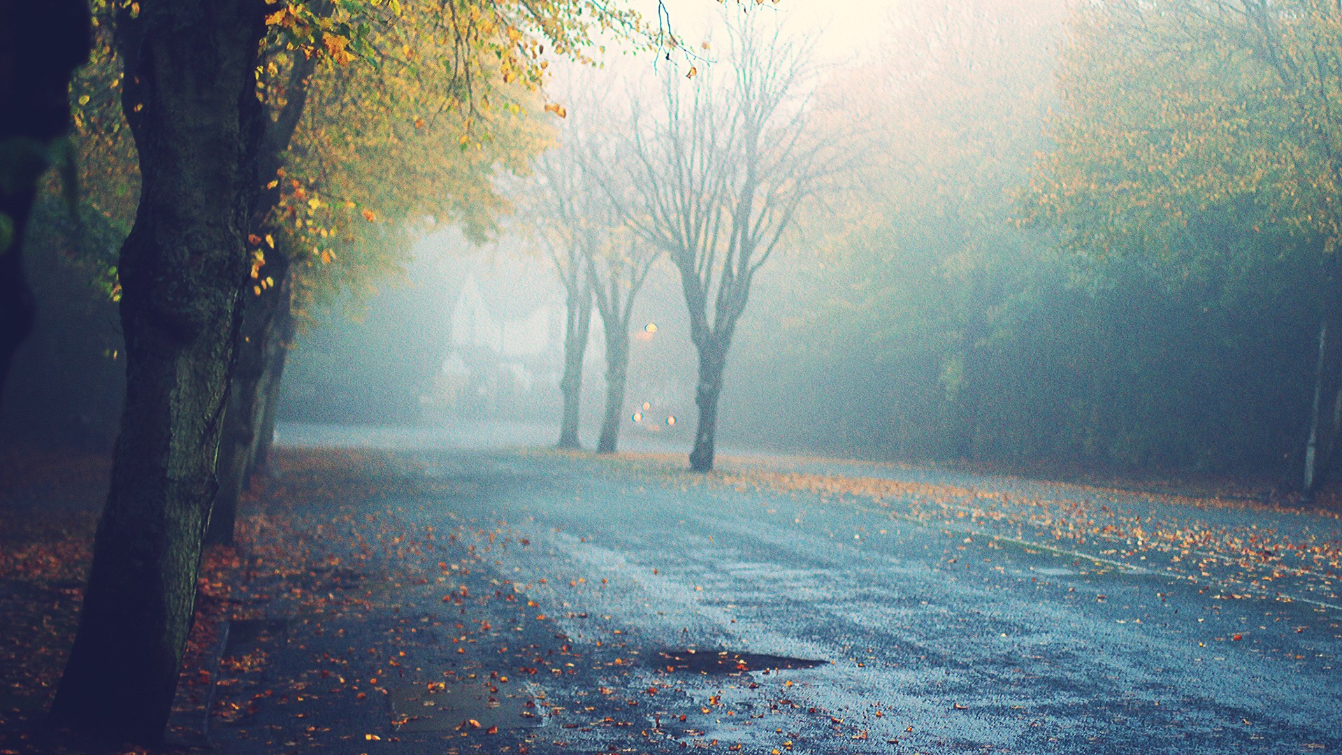 autumn, Forests, Roads Wallpaper