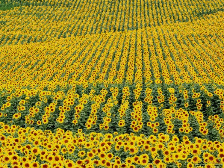 nature, Flowers, Fields, Plants, Sunflowers, Yellow, Flowers HD Wallpaper Desktop Background