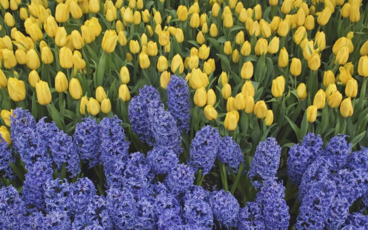 nature, Flowers, Tulips, Yellow, Flowers, Hyacinths HD Wallpaper Desktop Background
