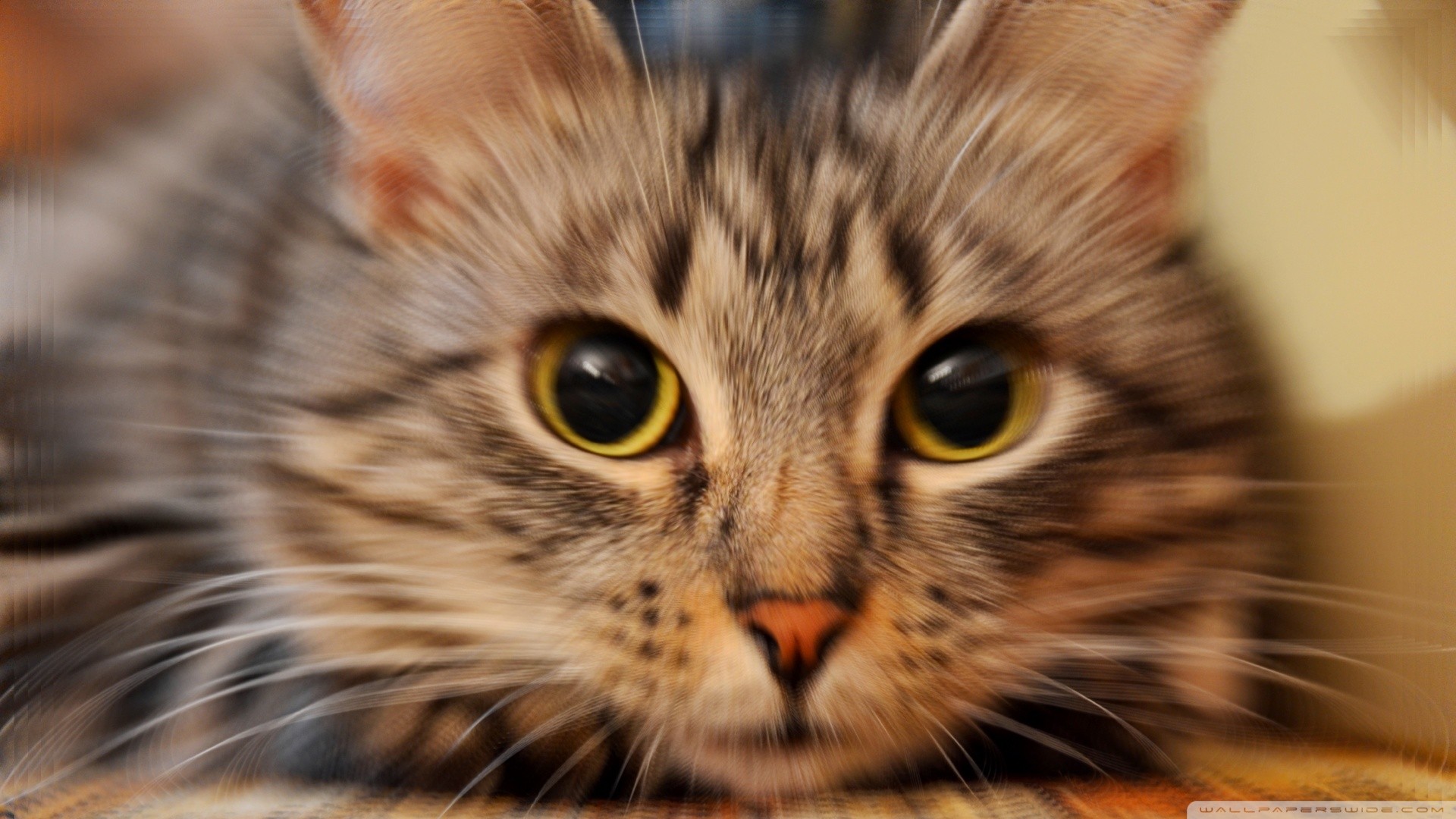 cats, Animals Wallpaper