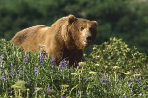 alaska, Grizzly, Bears, National, Park