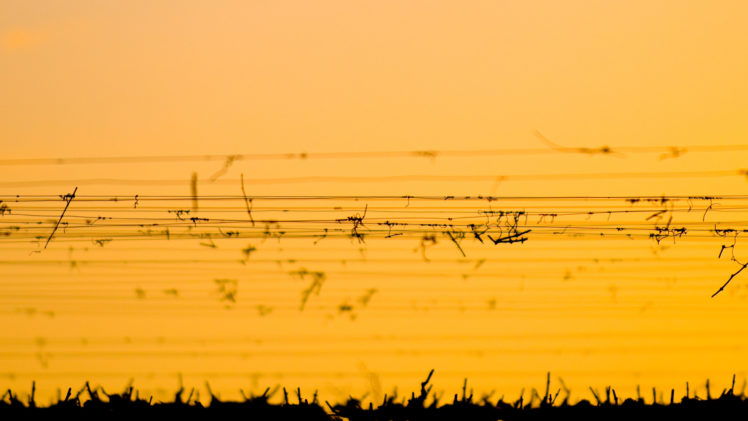 sunset, Landscapes, Silhouettes, Vineyard HD Wallpaper Desktop Background