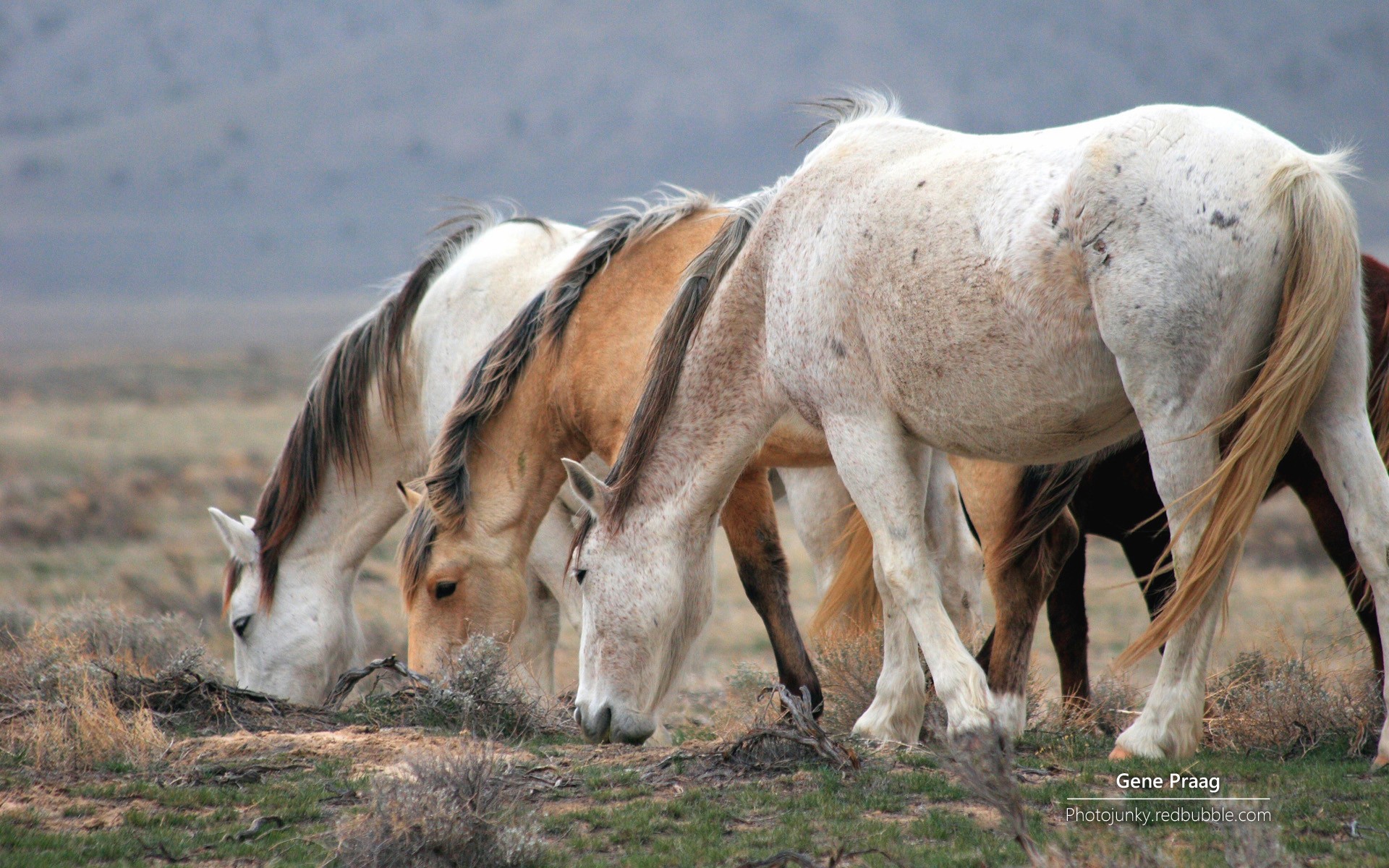 animals, Horses Wallpaper