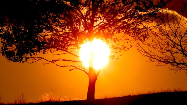 sunset, Sun, Trees, Silhouettes HD Wallpaper Desktop Background