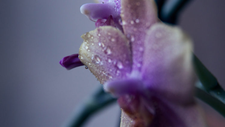 flowers, Macro, Orchids HD Wallpaper Desktop Background