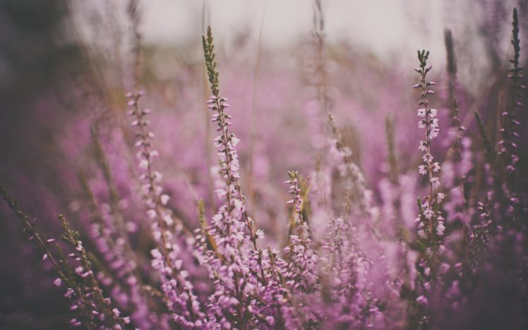 nature, Flowers, Plants, Macro HD Wallpaper Desktop Background