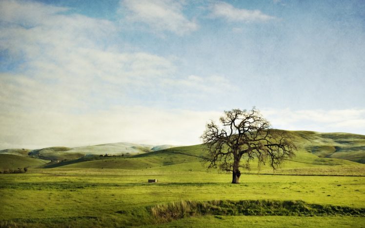 landscapes, Nature, Trees HD Wallpaper Desktop Background