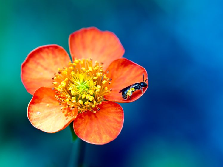 nature, Flowers, Insects, Macro, Orange, Flowers HD Wallpaper Desktop Background