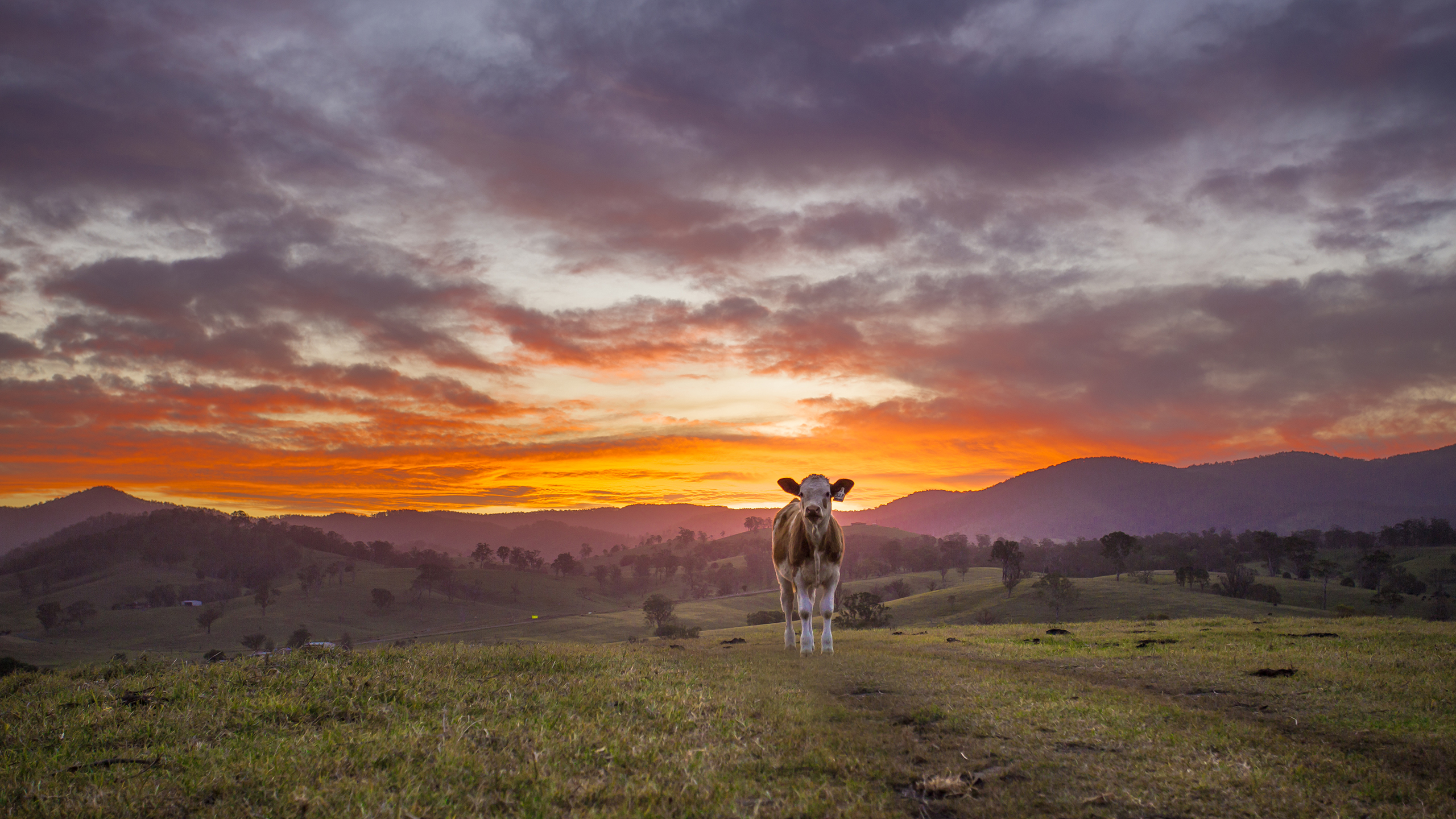 cow, Sunset Wallpaper