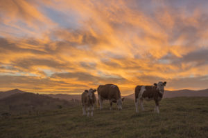 cow, Sunset