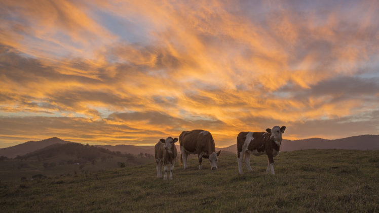 cow, Sunset HD Wallpaper Desktop Background